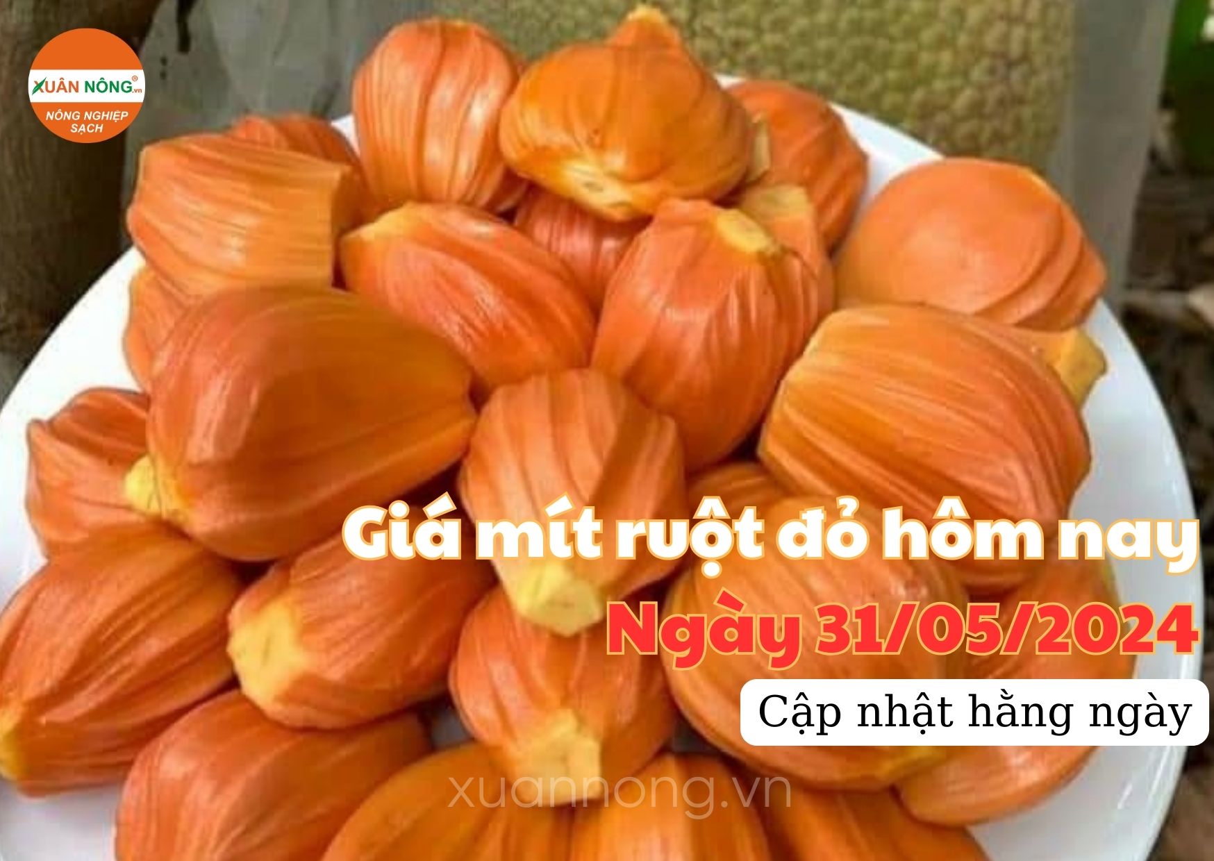 giá mít ruột đỏ 31