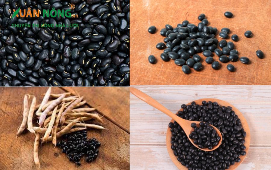 Lợi ích sức khỏe của cây đậu đen
