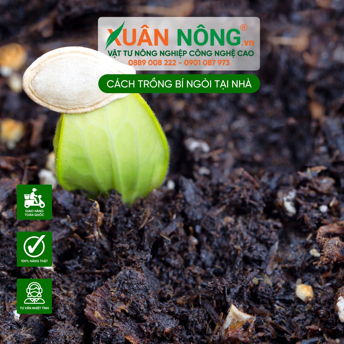 Gieo hạt hoặc trồng cây con