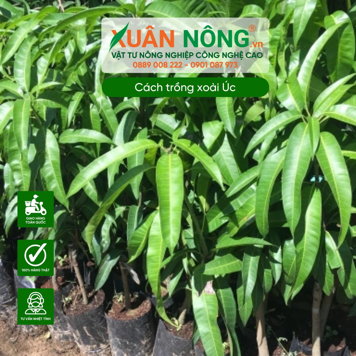 Lựa chọn Giống Xoài Úc phù hợp