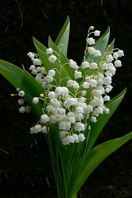 hoa linh lan trắng