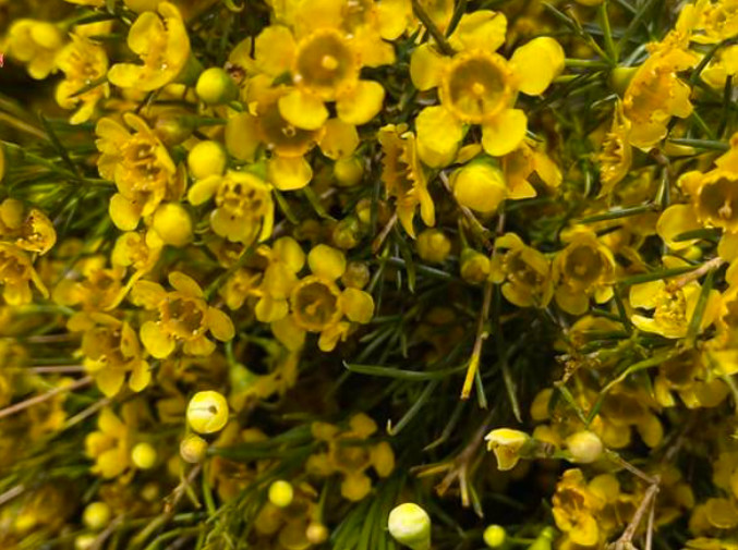 hoa thanh liễu màu vàng