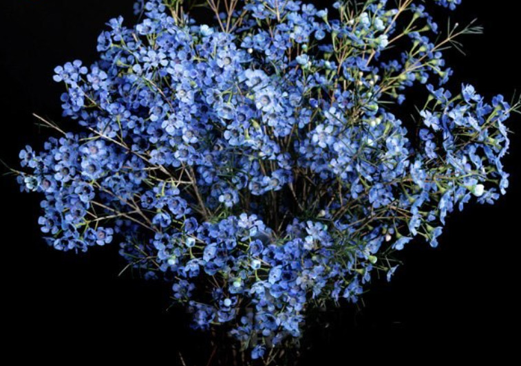hoa thanh liễu màu xanh dương