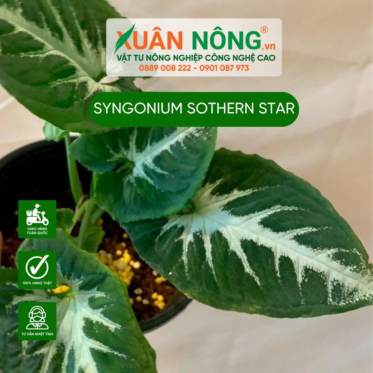 cach-cham-soc-Syngonium-Sothern-Star