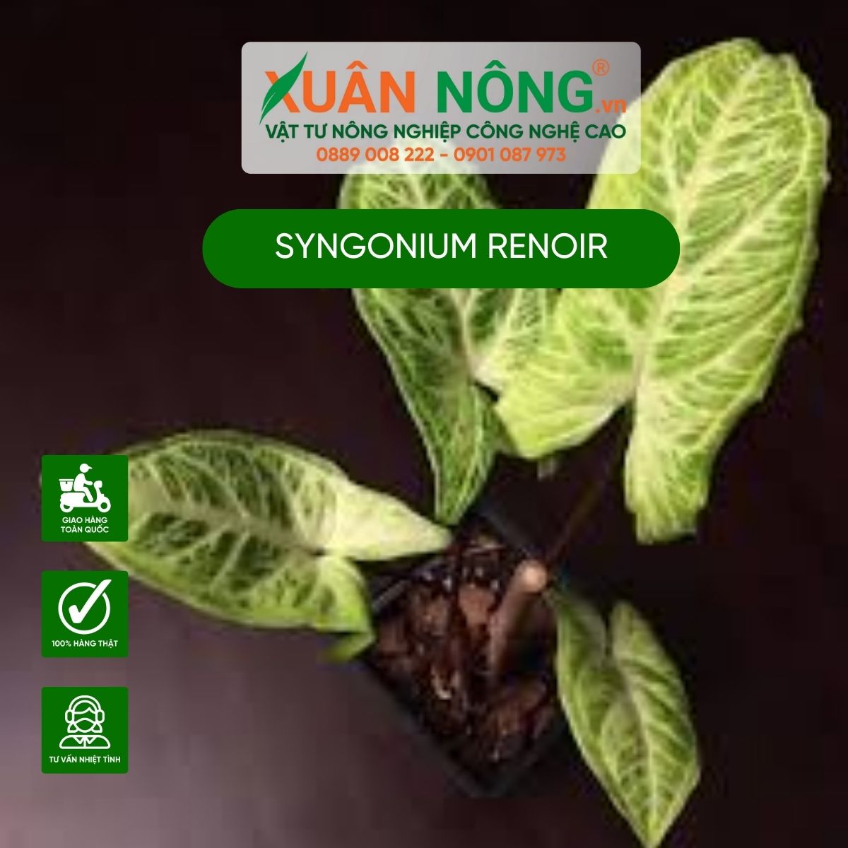 cach-trong-Syngonium-Renoir