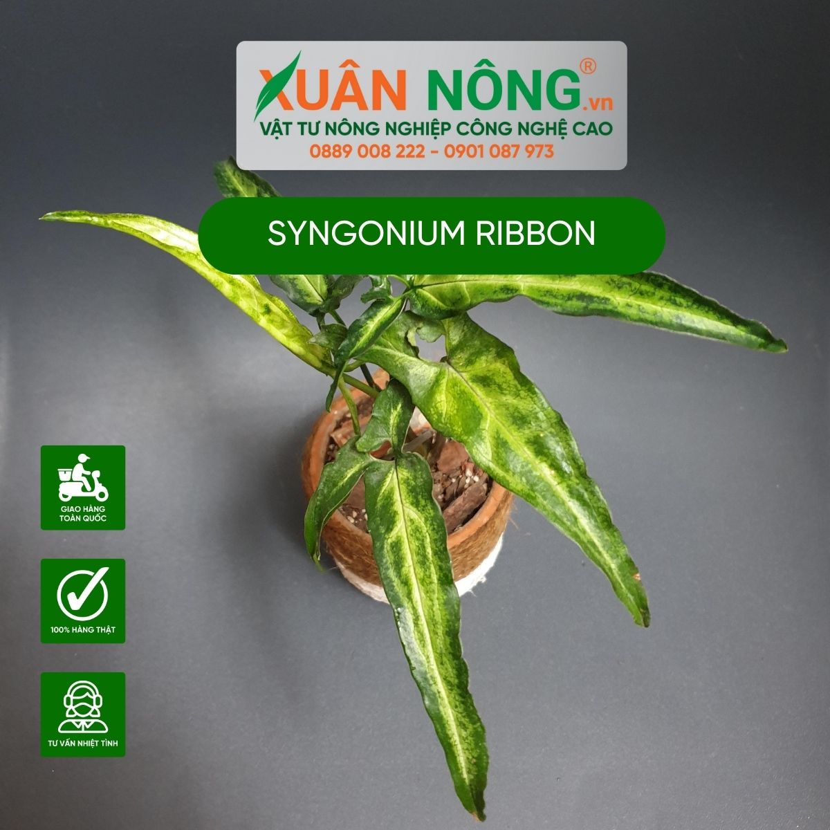 cach-trong-Syngonium-Ribbon