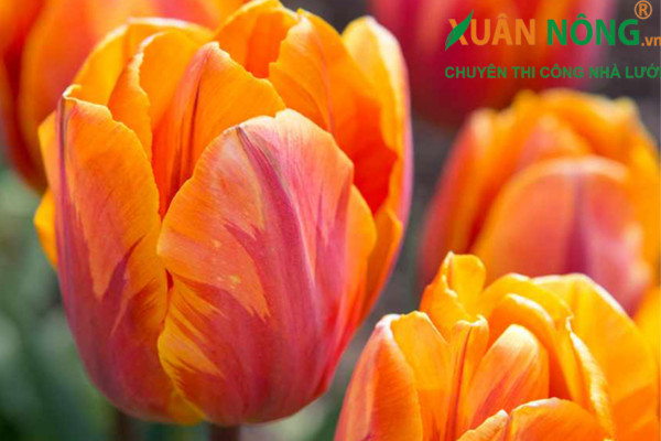 ý nghĩa hoa tulip cam