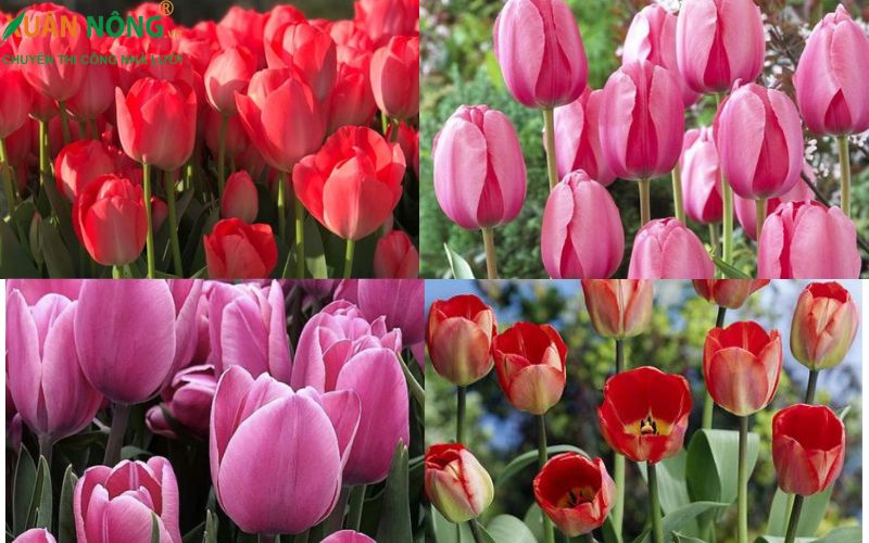 hoa Tulip có những đặc điểm nổi bậc
