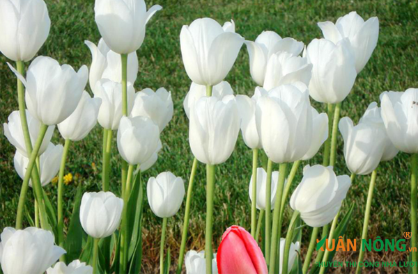 ý nghĩa hoa tulip trắng