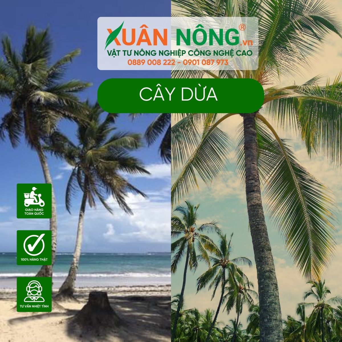 cay-dua