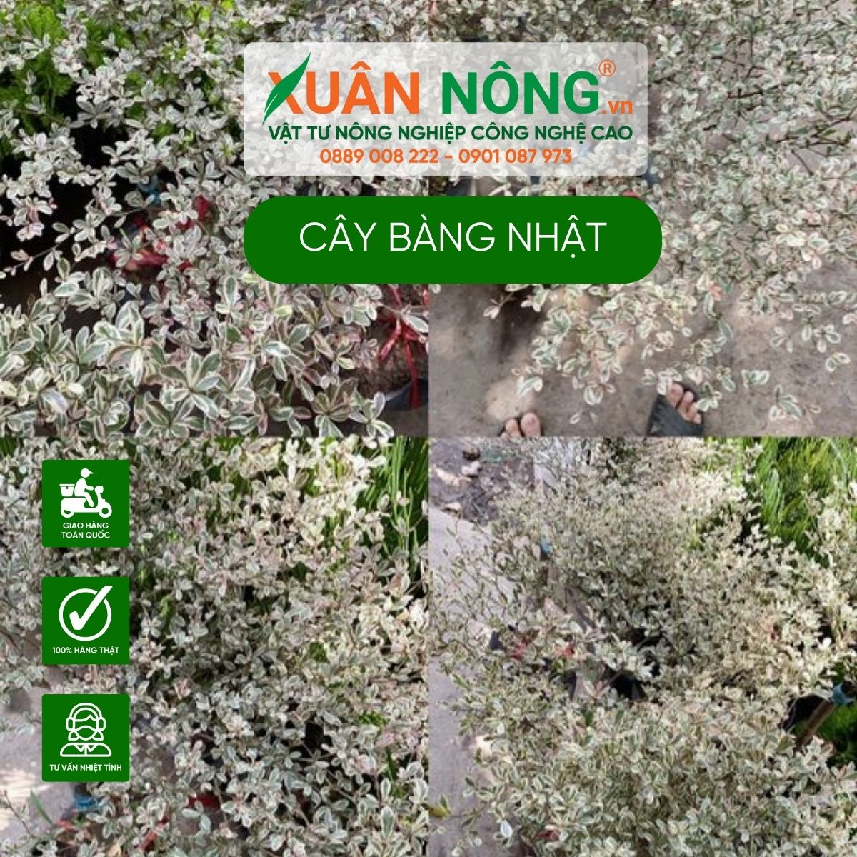 gia-cay-bang-nhat