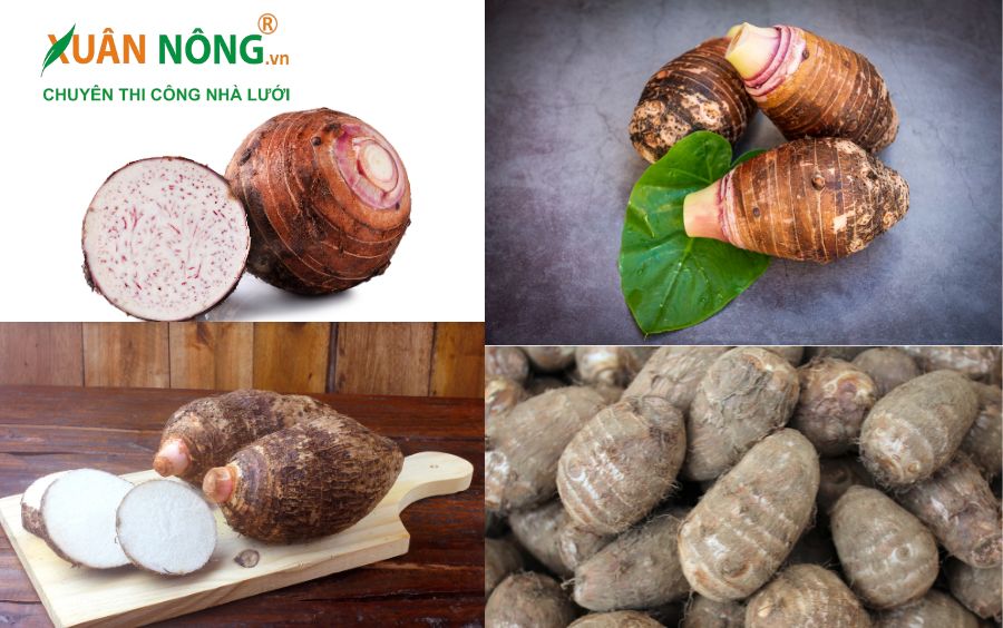 Nguồn vitamin và khoáng chất