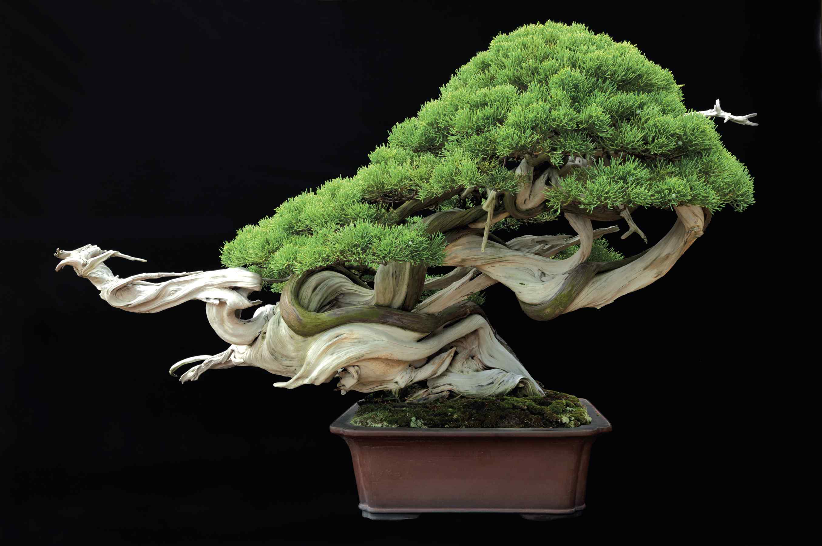 Kỹ thuật chăm sóc cây kiểng bonsai