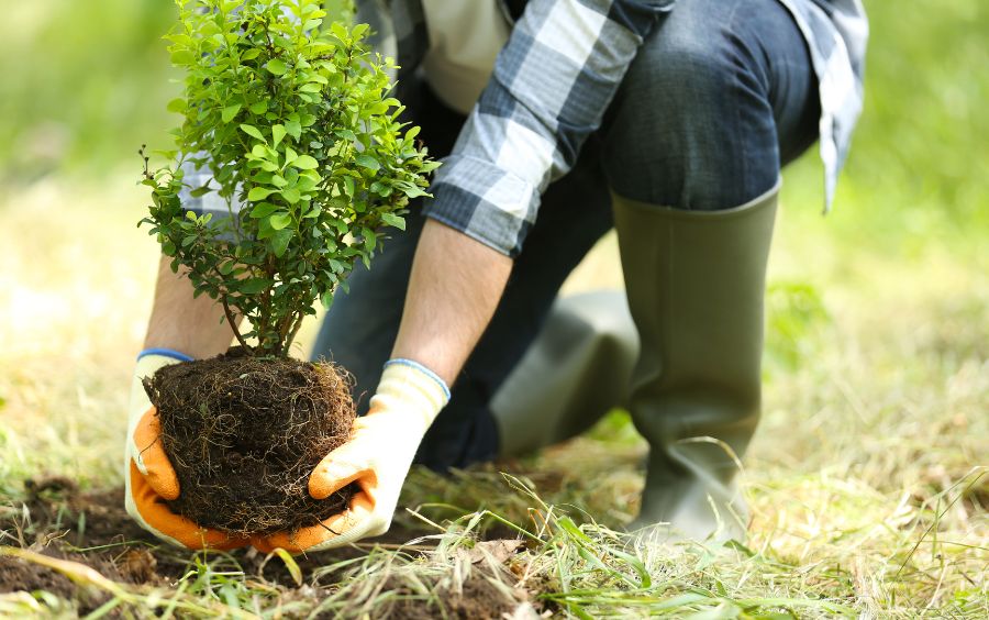 Kỹ thuật trồng cây ăn quả có múi