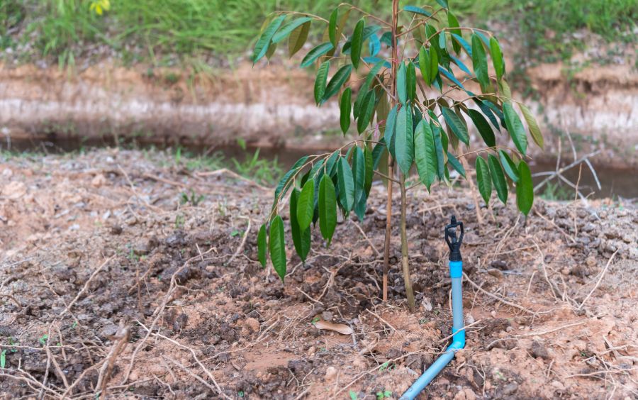 Kỹ thuật trồng sầu riêng cho năng suất cao 