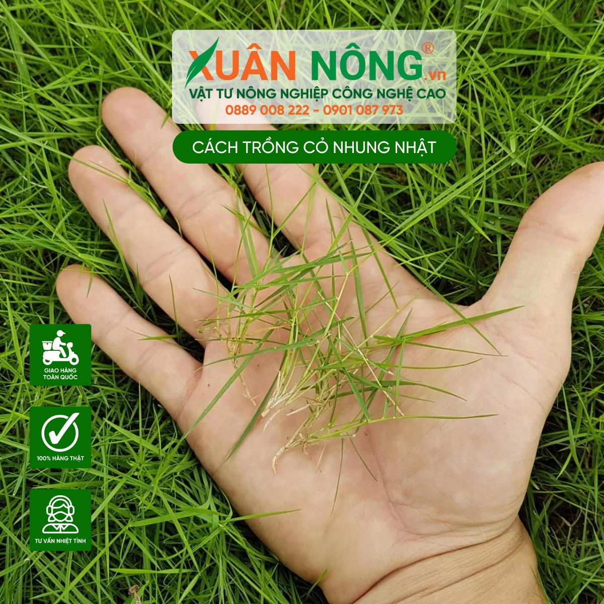 Lựa chọn giống cỏ nhung Nhật