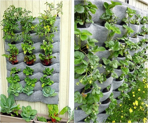 làm vườn tường bằng túi vải