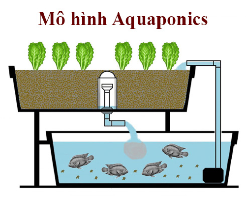 mo-hinh-aquaponics