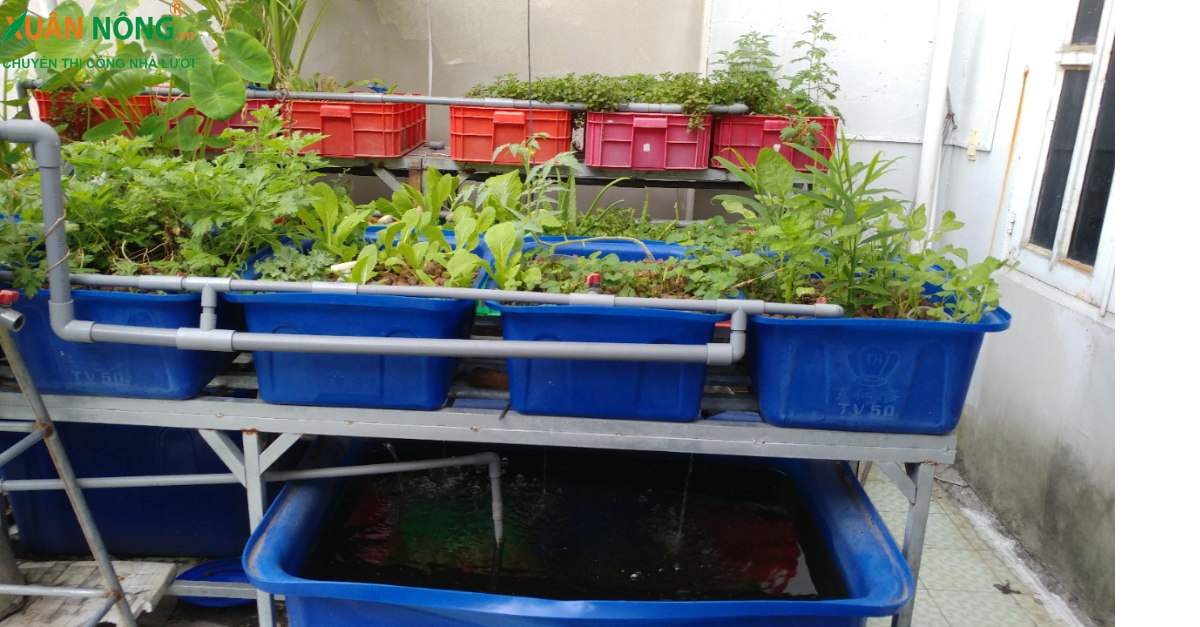 Mô hình trồng rau sạch aquaponics