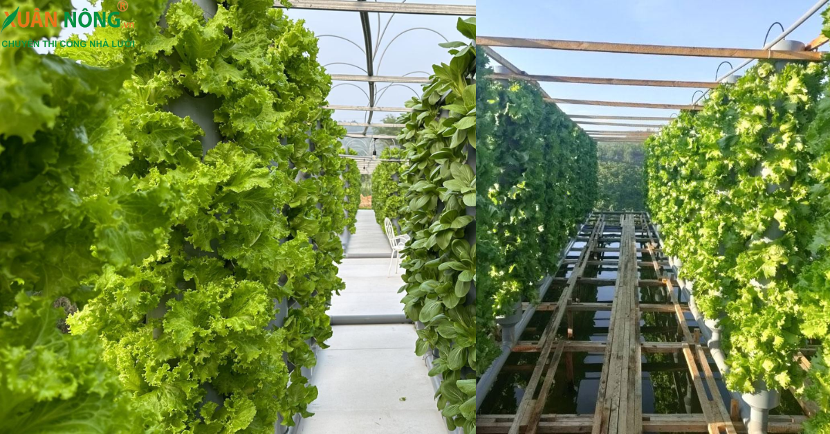 Mô hình trồng rau sạch khí canh