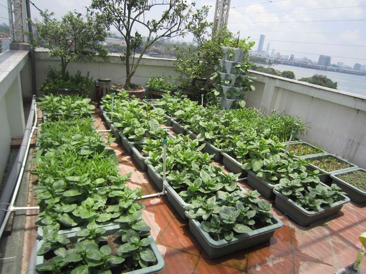 Mô hình trồng rau sạch trong thùng xốp