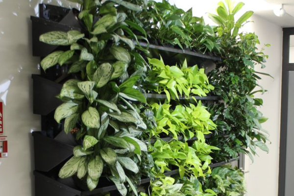 Mô hình trồng rau trên tường