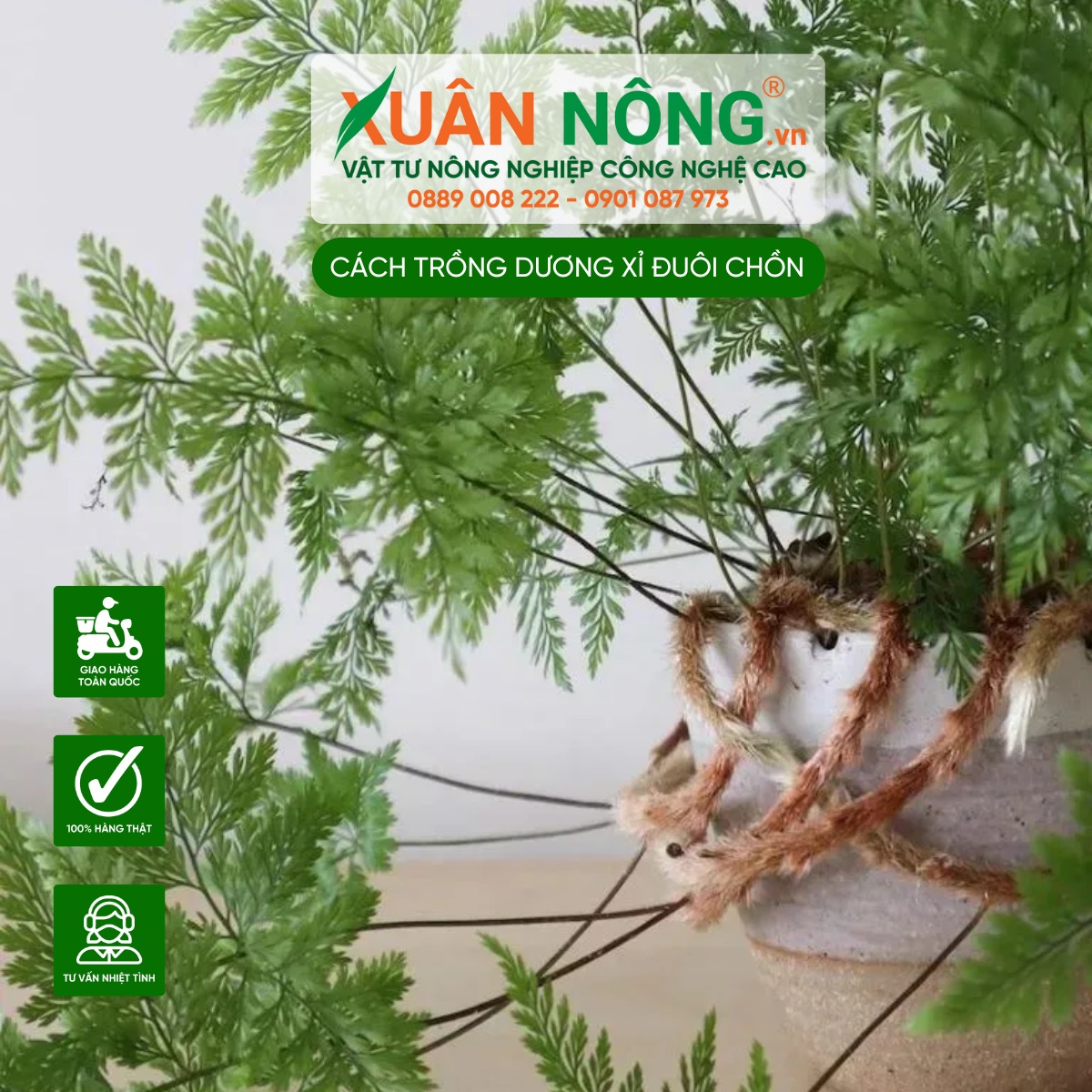 Môi trường trồng