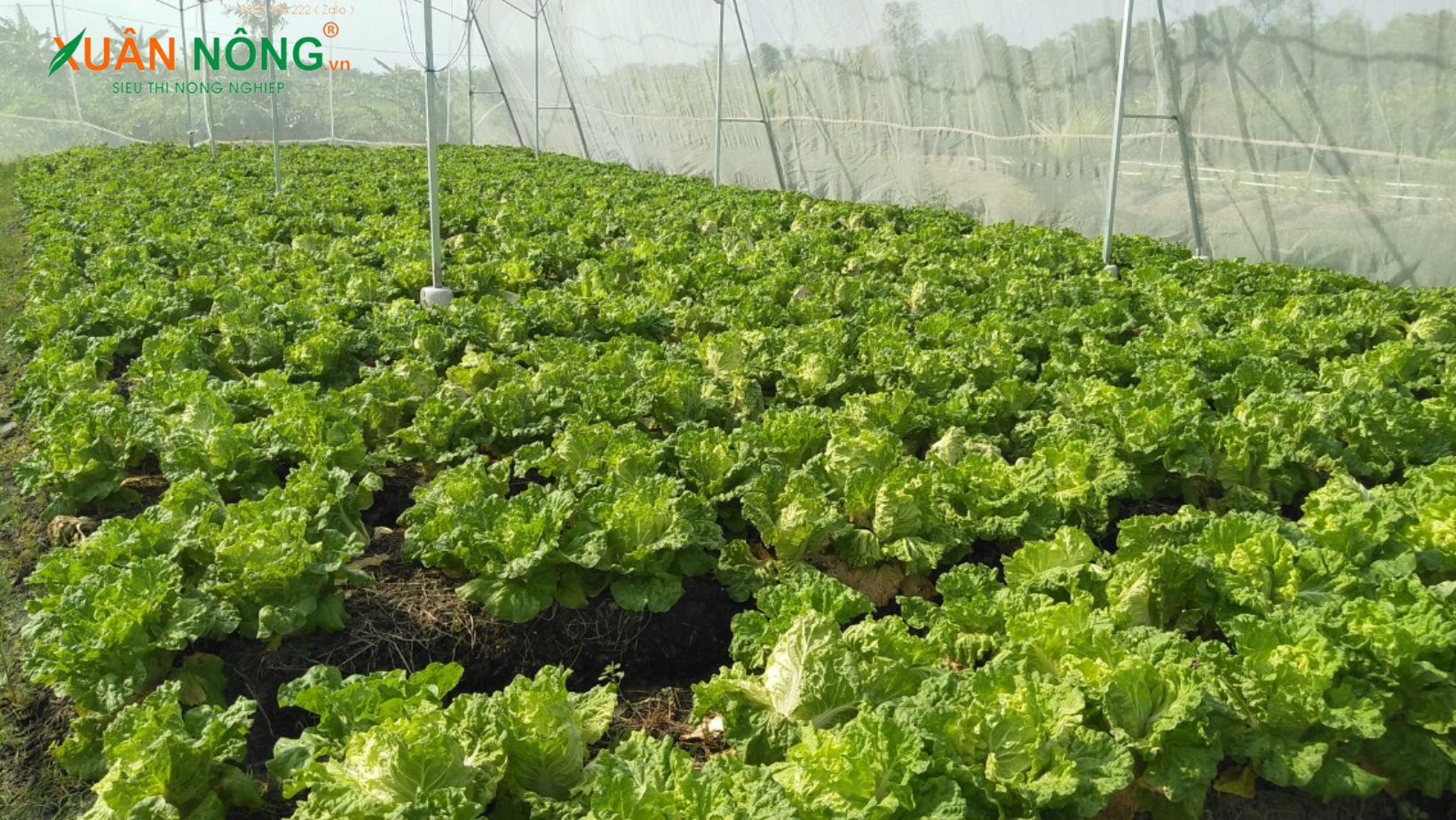 Sản xuất rau ăn quả theo VietGAP  CỔNG THÔNG TIN ĐIỆN TỬ CHƯƠNG TRÌNH XÂY  DỰNG NÔNG THÔN MỚI TPHCM
