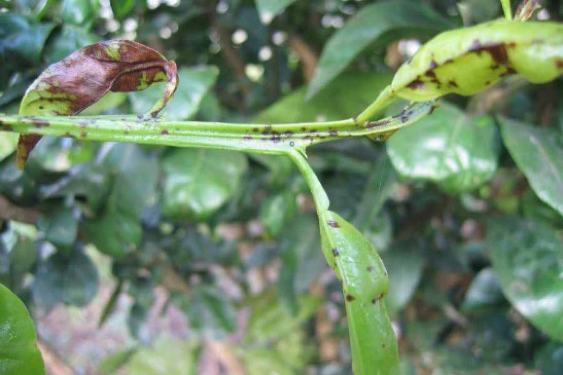 Nguyên nhân cây trồng bệnh