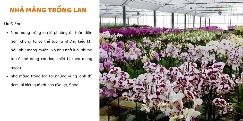 Nhà màng trồng lan