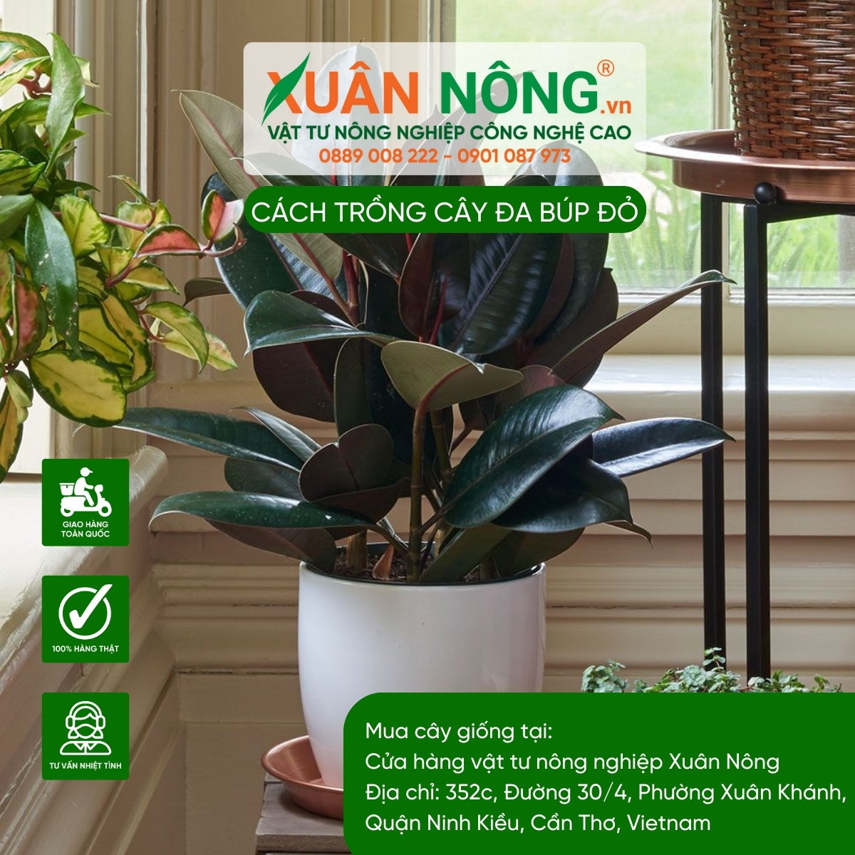 Cách nhân giống cây Đa Búp Đỏ