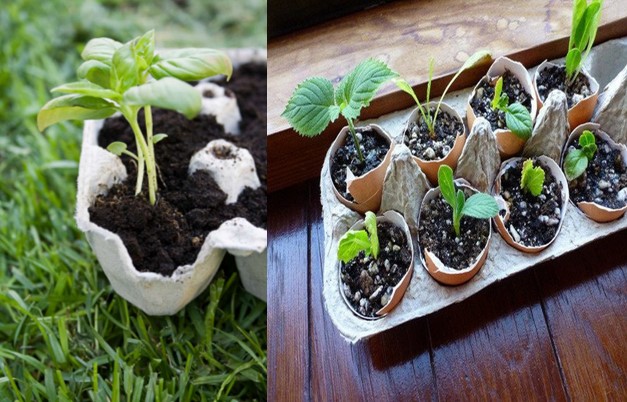 những vật dụng có thể ươm hạt giống
