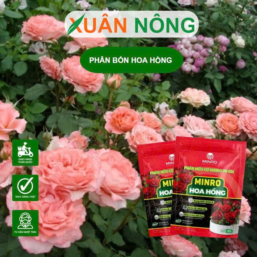 phan-huu-co-minro-700m-cho-hoa-hong.2