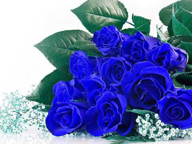 hoa hồng xanh dương huyền bí