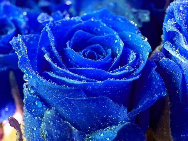 hoa hồng xanh tâm linh