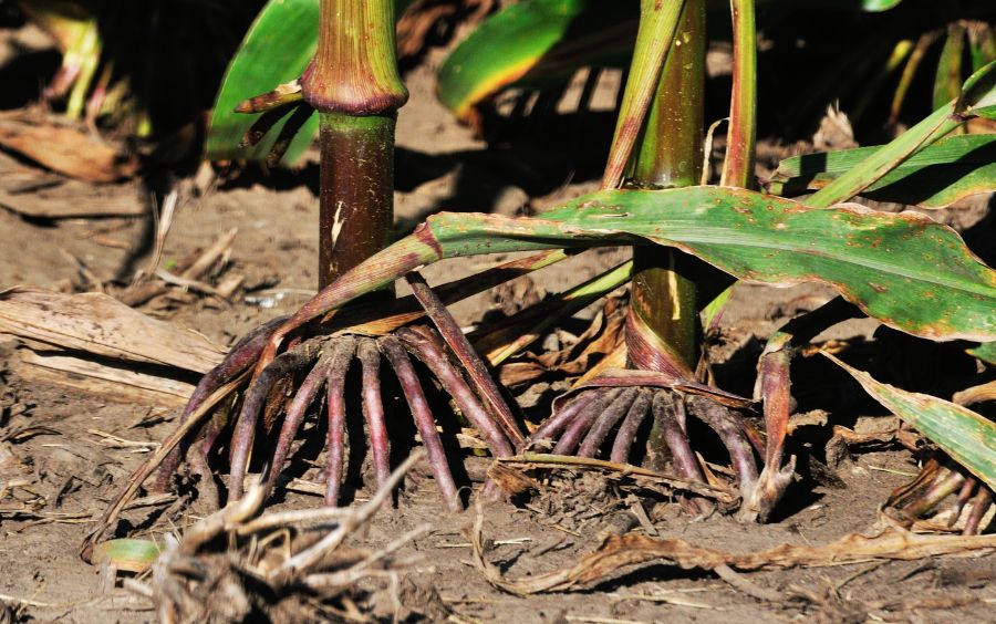 Thối rễ (Root Rot)