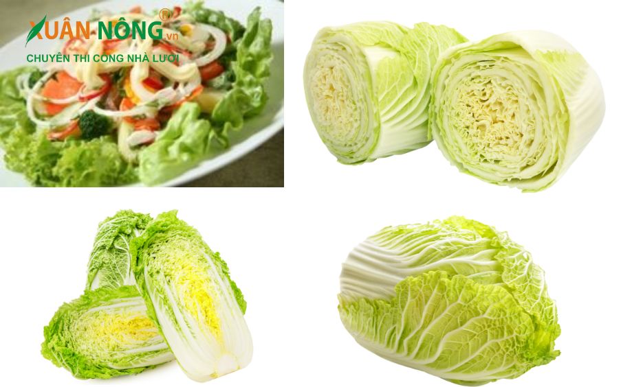 Salad bắp thảo