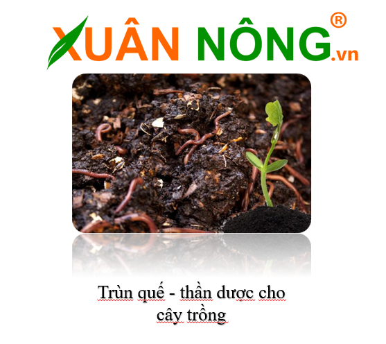 phan-trun-que-bao-33kg