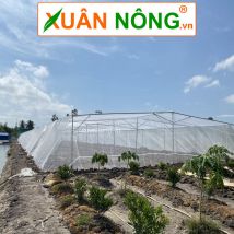 Nhà lưới giá rẻ trồng rau Xuân Nông