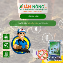 Nấm 3 màu - ký sinh côn trùng/sâu hại/ rầy rệp