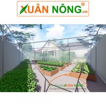 Vườn rau nhà phố