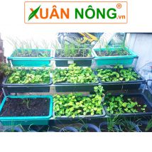 Giàn rau sạch 3 tầng 9 chậu