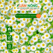 Hạt giống cúc hoạ mi
