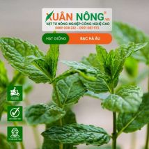 Hạt giống bạc hà âu