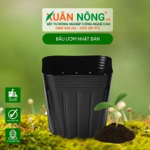 Bầu ươm nhật bản