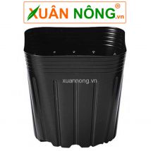 Bầu ươm nhật bản