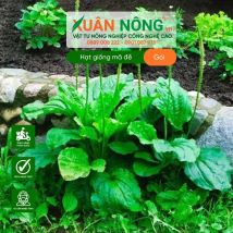 Hạt giống mã đề