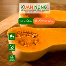 Hạt giống bí đỏ hạt đậu