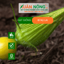 Hạt giống bí nụ lai