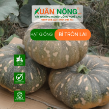 Hạt giống bí tròn lai